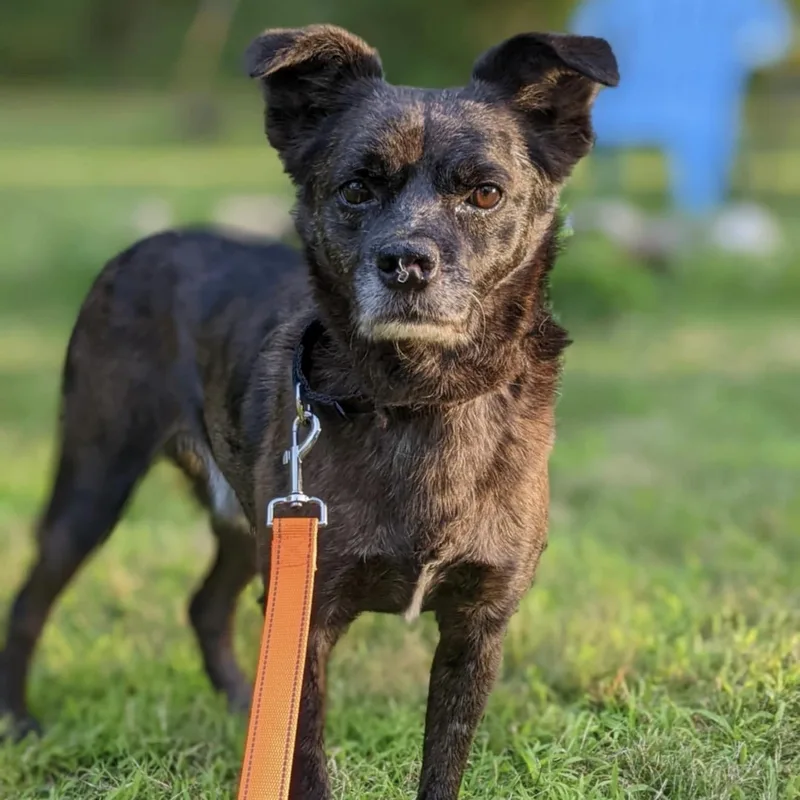 An adult medium-sized male Brown / Chocolate Mixed Breed dog named Enzo for adoption in Pelham, NH
