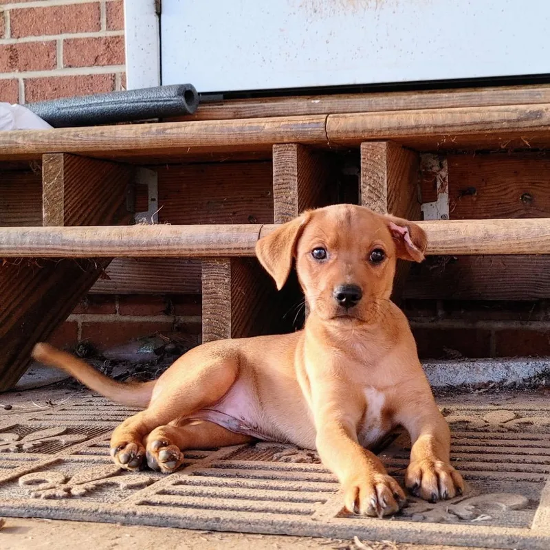 A baby small-sized male Brown / Chocolate Mixed Breed dog named Truffle for adoption in Rockville, MD