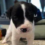 A baby small-sized male White / Cream Mixed Breed dog named Holstein for adoption in Grinnell, IA