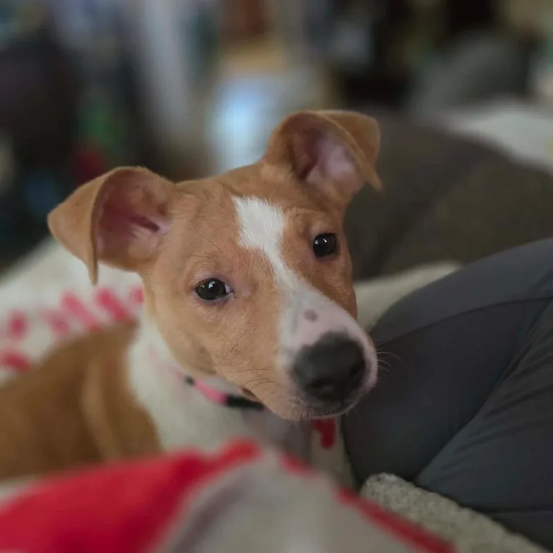 Freckles thumbnail 4