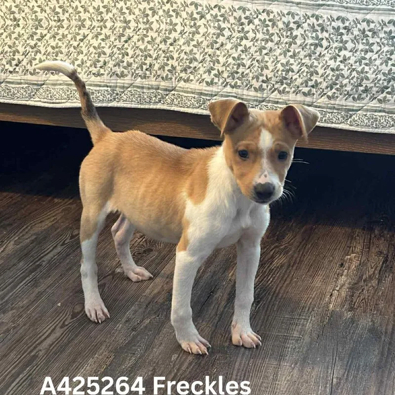 Freckles thumbnail 5