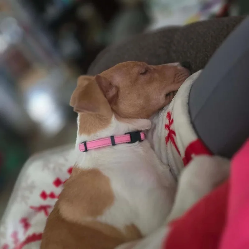 Freckles thumbnail 6