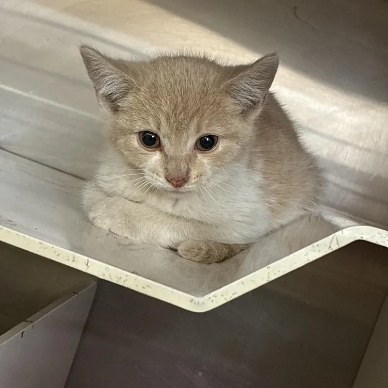 A baby small-sized female Cream / Ivory Domestic Short Hair cat named Turnip for adoption in Amarillo, TX