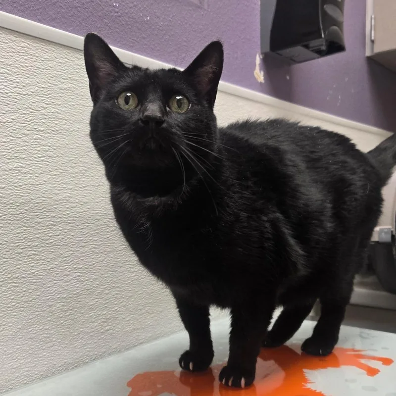 An adult large-sized female Black Domestic Short Hair cat named Jinx for adoption in Albuquerque, NM