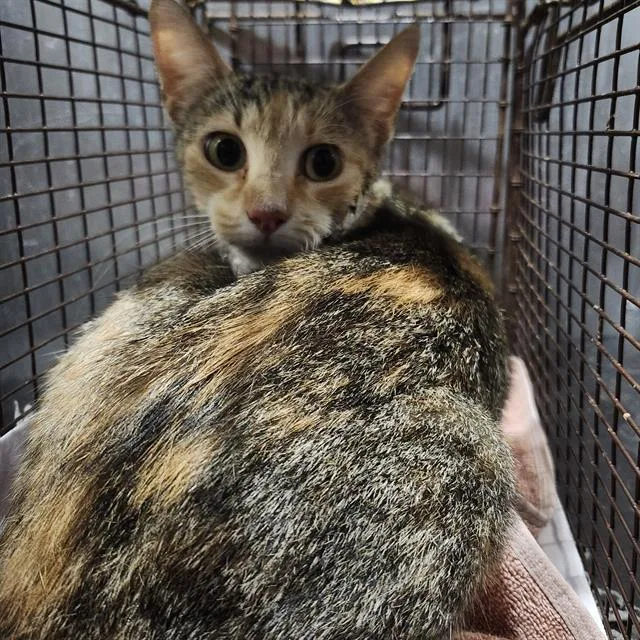 A young small-sized female Domestic Short Hair cat named Michu for adoption in San Antonio, TX