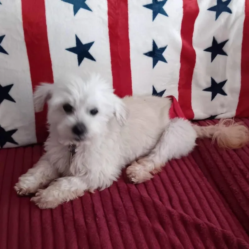 A senior small-sized female White / Cream Maltese dog named Coco Kathy for adoption in Minneapolis, MN