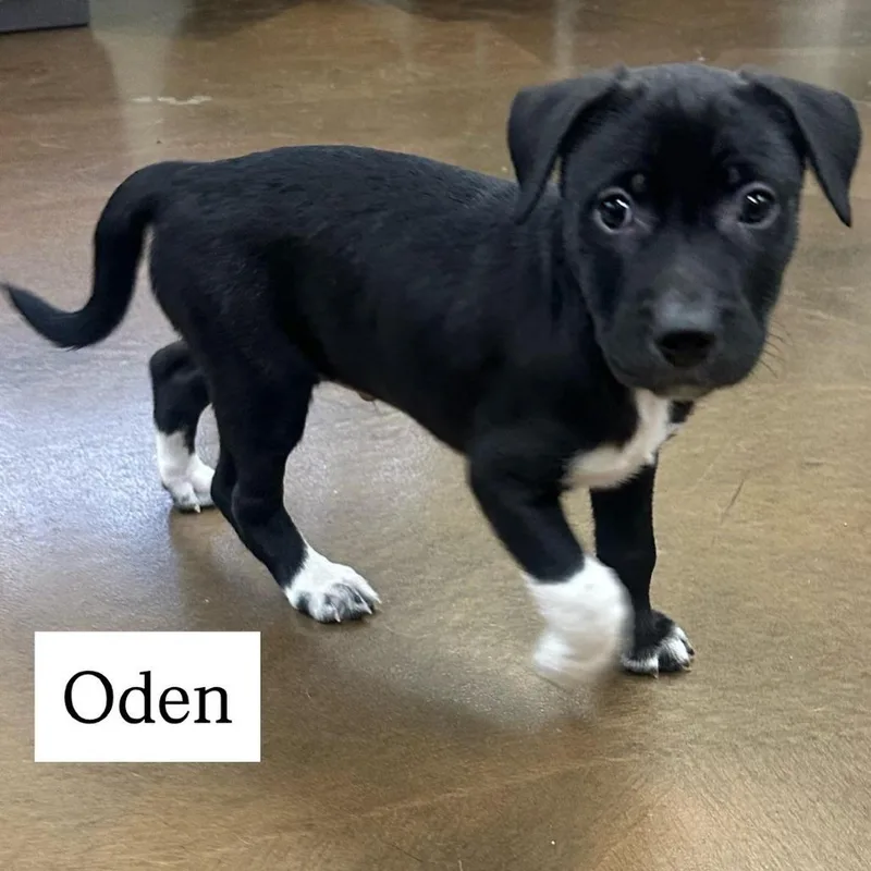 Oden