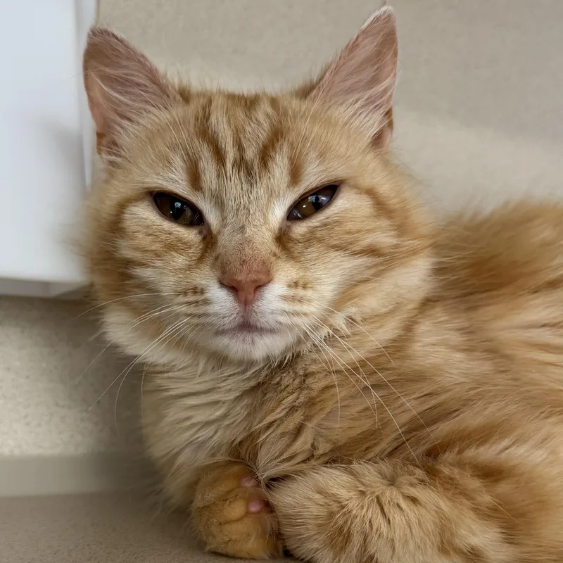 An adult small-sized female Tabby (Orange / Red) Domestic Medium Hair cat named Peachy for adoption in Eatontown, NJ