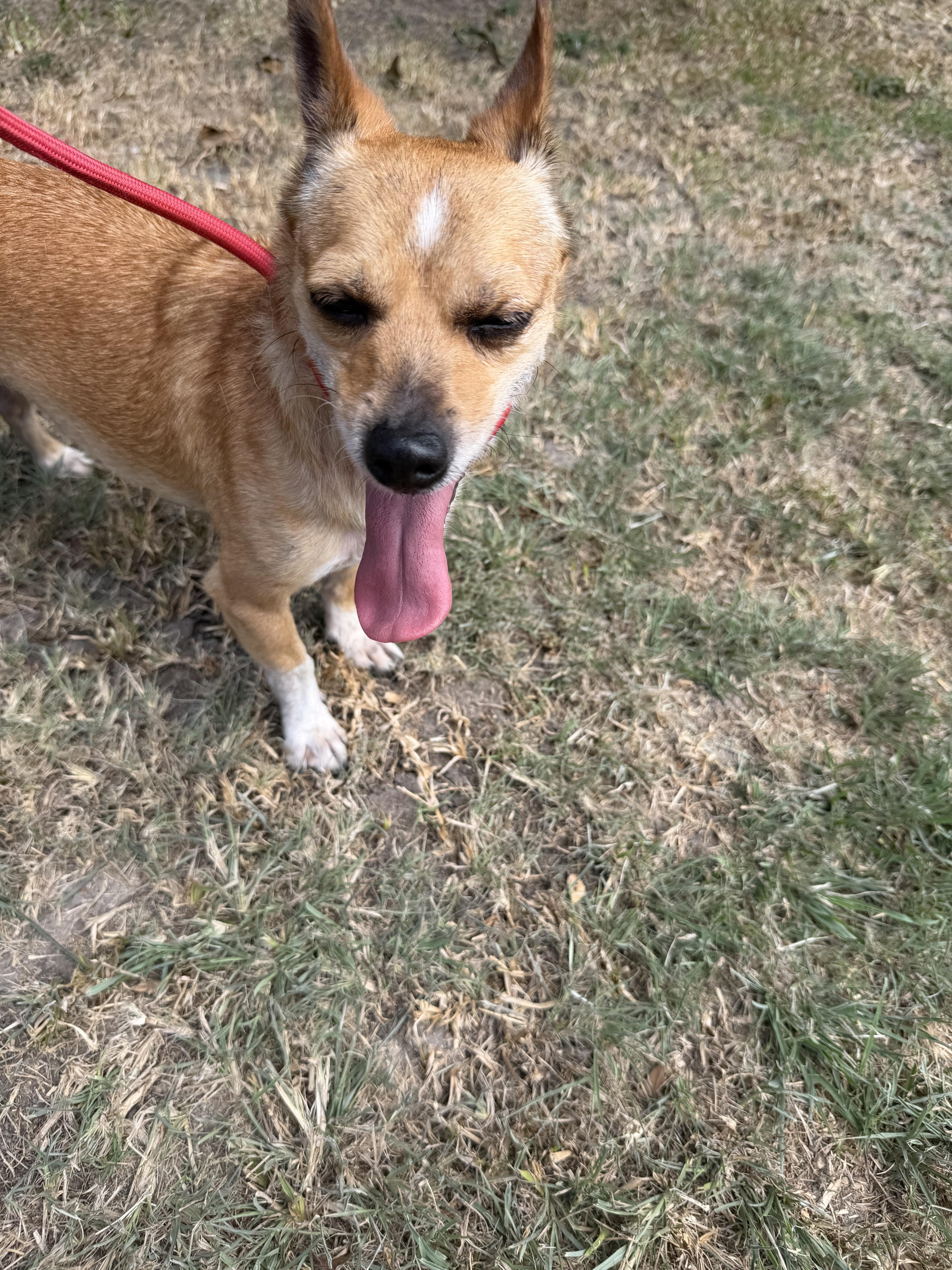 A young small-sized male Yellow / Tan / Blond / Fawn Jack Russell Terrier dog named Levi Local Sept for adoption in Louise, TX