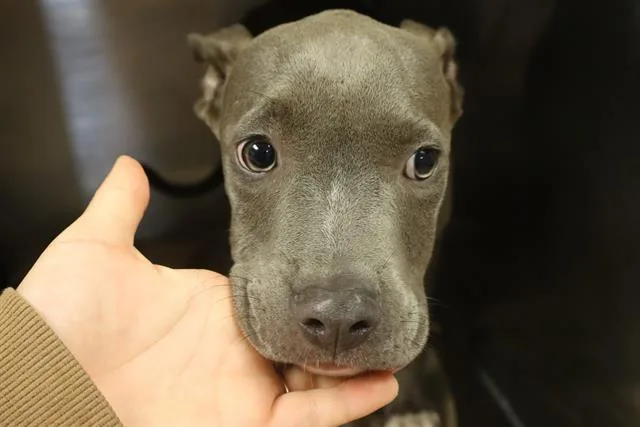 A young medium-sized male Mixed Breed dog named Anderson for adoption in Columbia, SC
