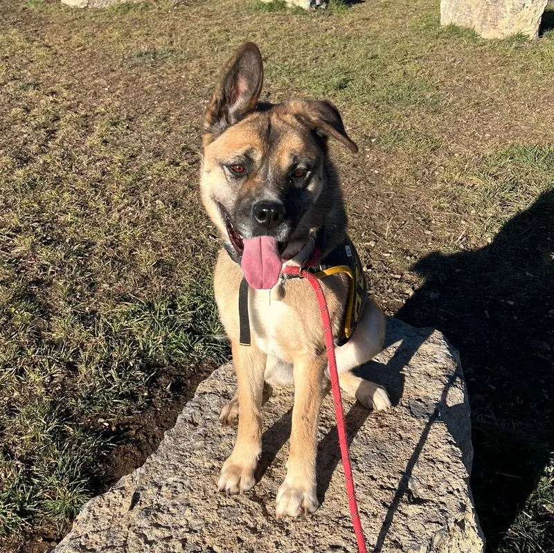 Akira