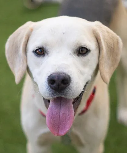 An adult medium-sized male Beagle dog named Paul Baker for adoption in Encinitas, CA