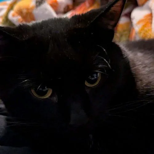An adult medium-sized female Black Domestic Short Hair cat named Sabrina Kadabra for adoption in Tipp City, OH