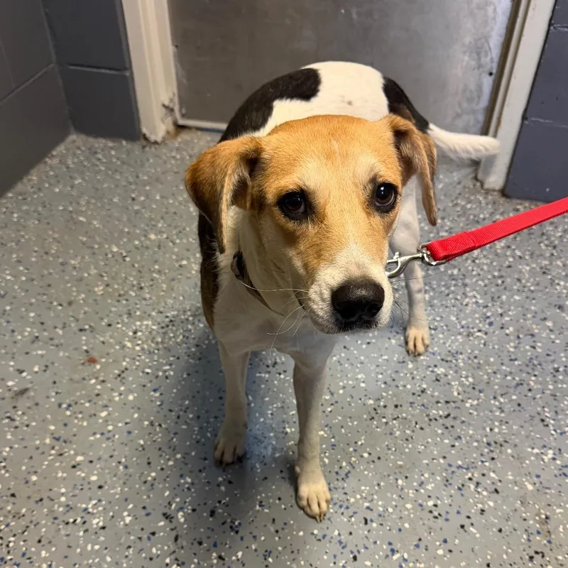 An adult medium-sized female White / Cream Hound dog named TUSCStray for adoption in Tuscaloosa, AL