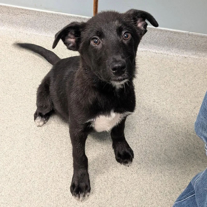 A young medium-sized male Mixed Breed dog named Henry for adoption in New Castle, DE