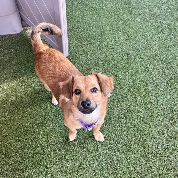 An adult small-sized male Dachshund dog named Rhinoceros for adoption in Oceanside, CA