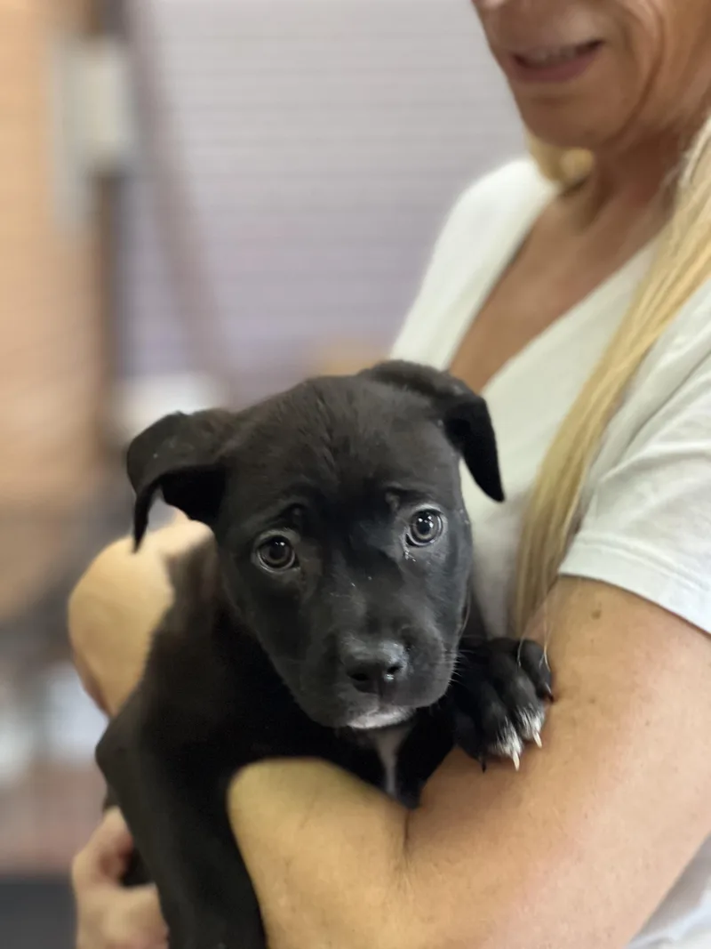 A baby medium-sized female Black Labrador Retriever dog named Ariel for adoption in Encino, CA