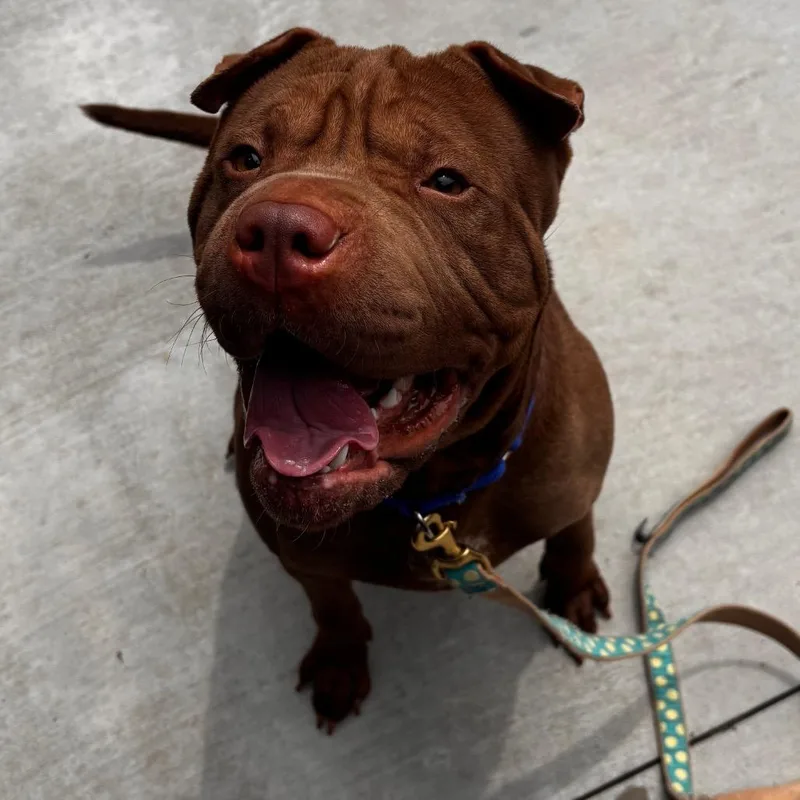 A young medium-sized male Brown / Chocolate Shar-Pei dog named Ruffles for adoption in Matteson, IL