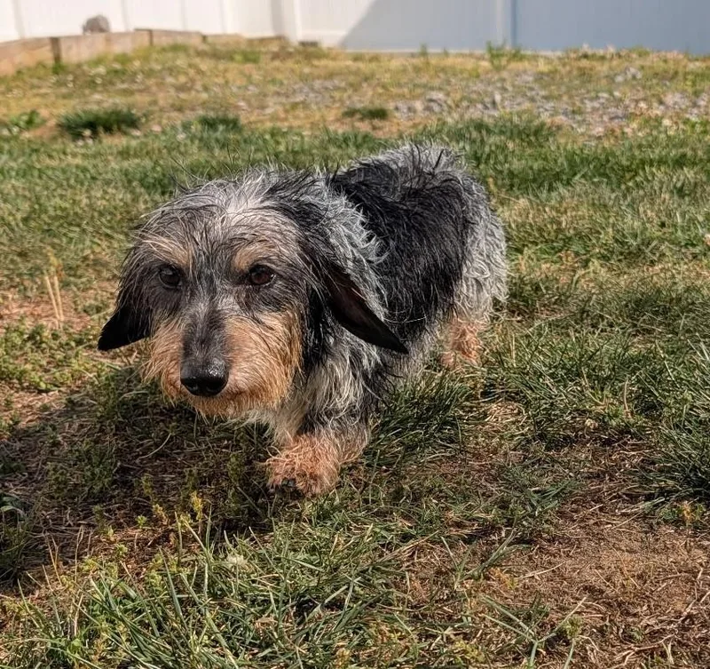 Poppy In Tn thumbnail 2