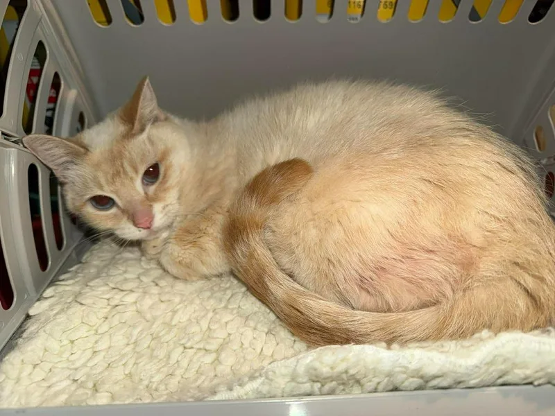 A young medium-sized female Domestic Short Hair cat named Starlight for adoption in Cloquet, MN