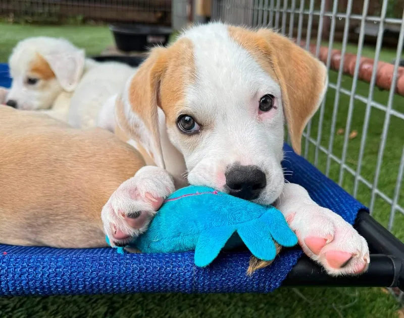 A baby medium-sized male Labrador Retriever dog named Ned for adoption in Southlake, TX