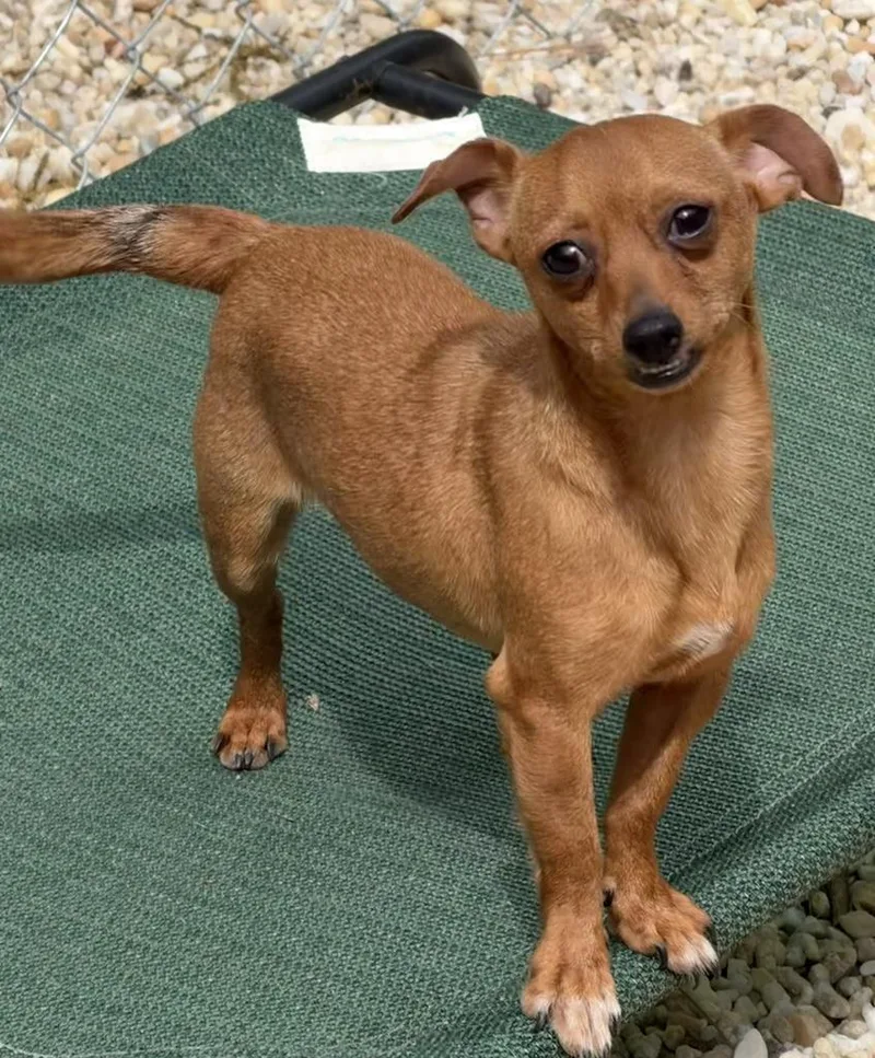 A baby medium-sized male Chihuahua dog named Simba for adoption in Florence, SC