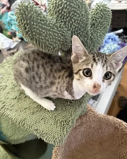 A baby small-sized male Domestic Short Hair cat named Percy for adoption in Sacramento, CA