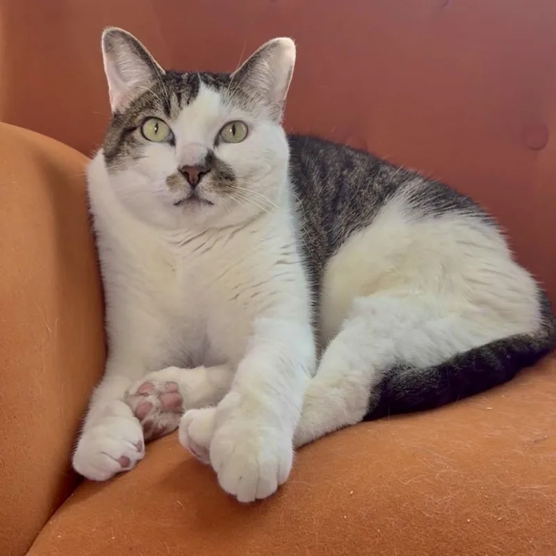 A senior small-sized male White American Shorthair cat named Baby for adoption in Kerrville, TX