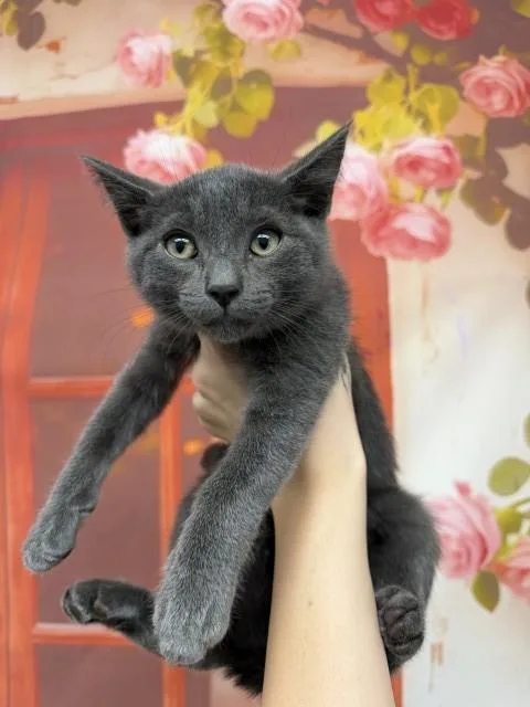 A baby small-sized male Domestic Short Hair cat named Winston for adoption in San Bernardino, CA
