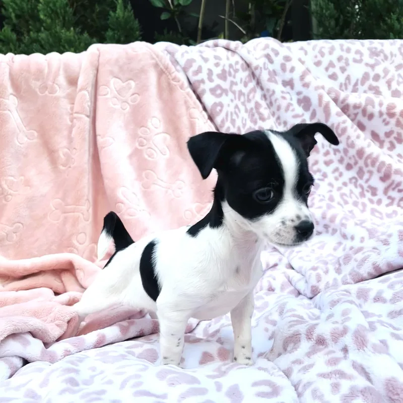 A baby small-sized female Harlequin Chihuahua dog named Amari for adoption in Conroe, TX