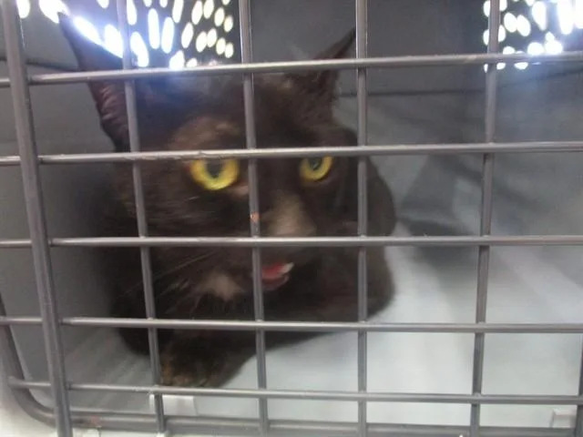 An adult small-sized female Domestic Short Hair cat named Lucy for adoption in Ocala, FL