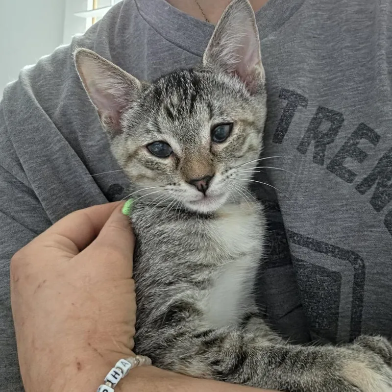 A baby small-sized female Brown / Chocolate Domestic Short Hair cat named Taco for adoption in Hedgesville, WV