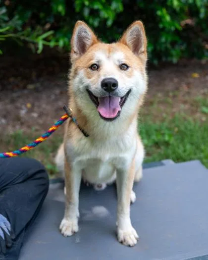 An adult medium-sized male Mixed Breed dog named Chow Chow for adoption in Chamblee, GA