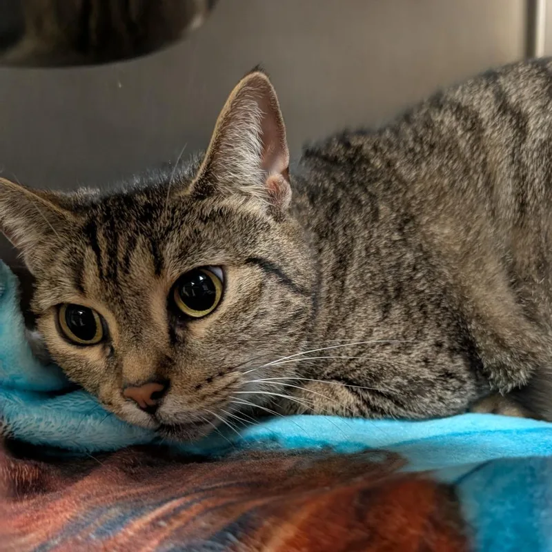 A senior medium-sized female Brown / Chocolate Domestic Short Hair cat named Luna for adoption in Titusville, FL