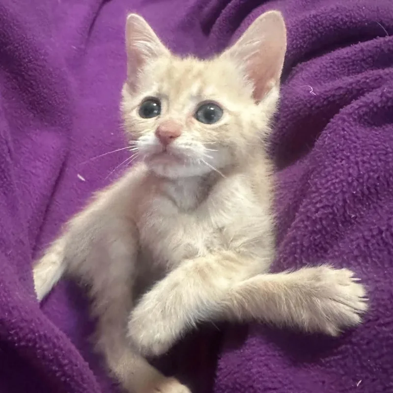 A baby small-sized male Domestic Short Hair cat named Phlox for adoption in Milwaukee, WI