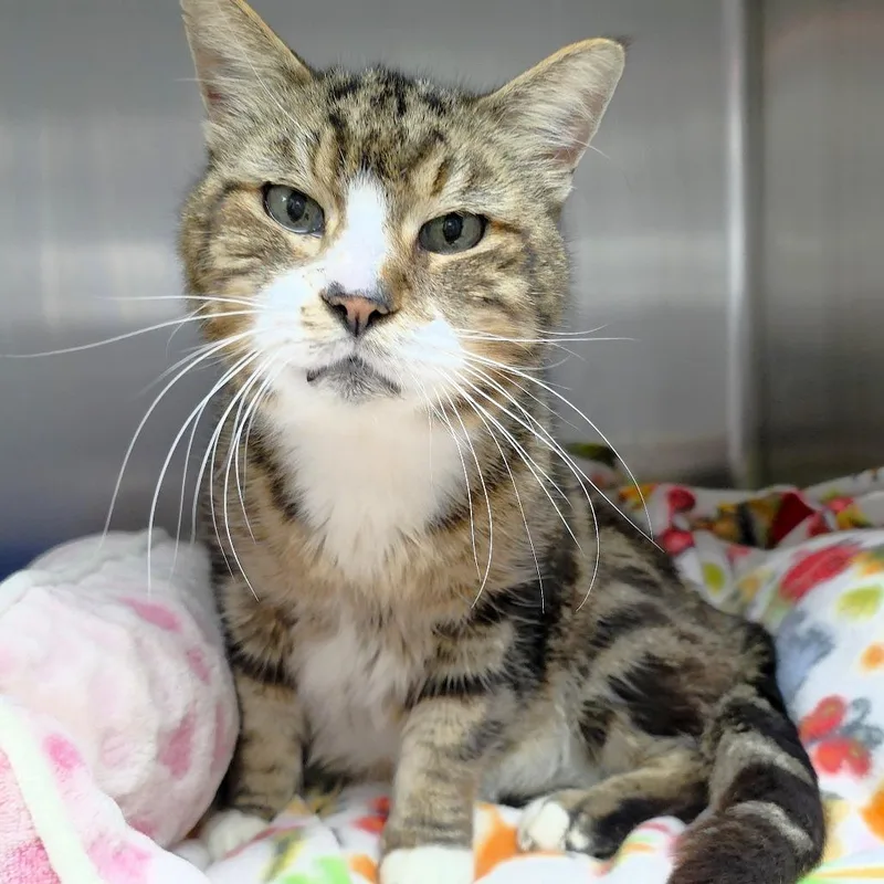 A senior large-sized male Brown / Chocolate Domestic Short Hair cat named Sol for adoption in Michigan City, IN