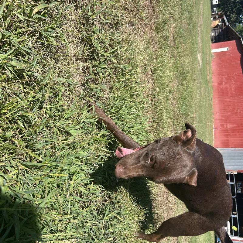A young large-sized female Doberman Pinscher dog named Poppy for adoption in Beulaville, NC