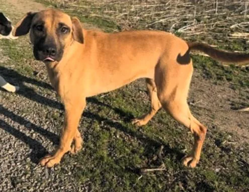 A young medium-sized female Yellow / Tan / Blond / Fawn Black Mouth Cur dog named Donegal for adoption in Paris, KY