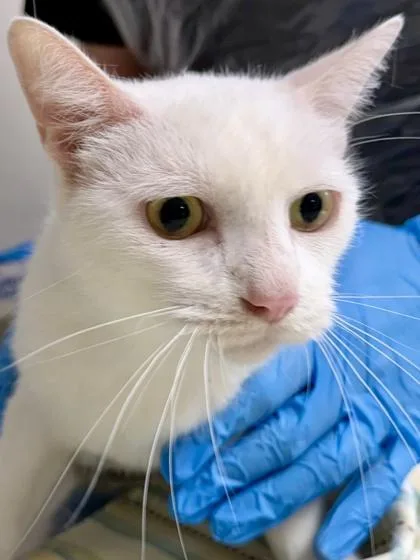 An adult small-sized female Domestic Short Hair cat named Griffin for adoption in San Antonio, TX