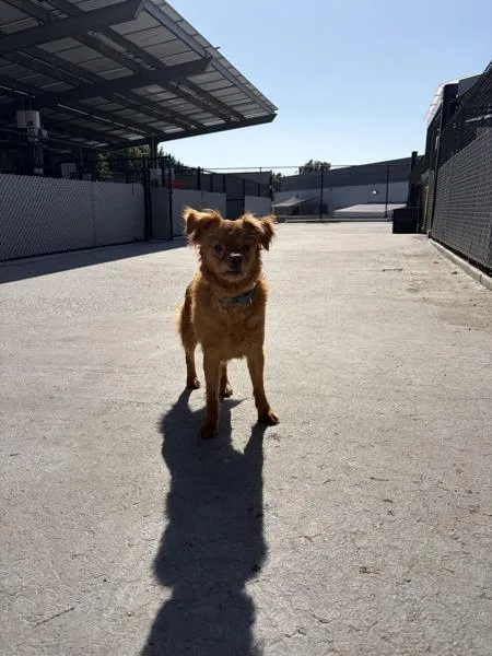 An adult medium-sized male Spaniel dog named Holler for adoption in San Diego, CA