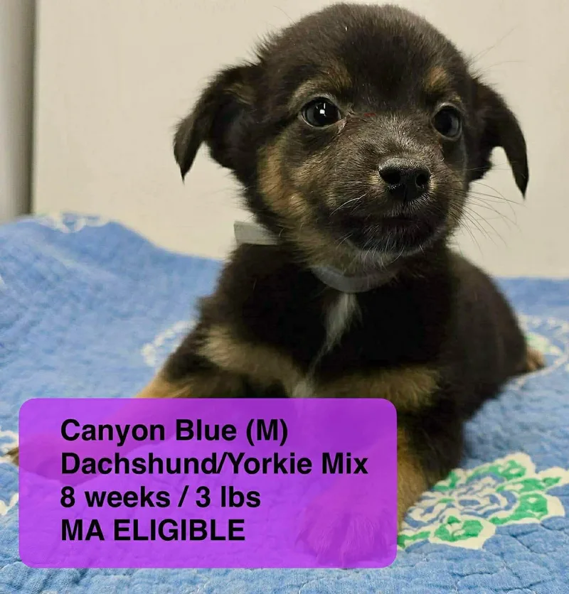 A young small-sized male Dachshund dog named Canyon Blues for adoption in Pomfret Center, CT