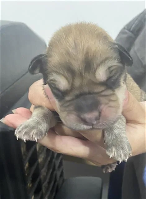 A baby large-sized male Mixed Breed dog named Sunrise for adoption in Dallas, TX