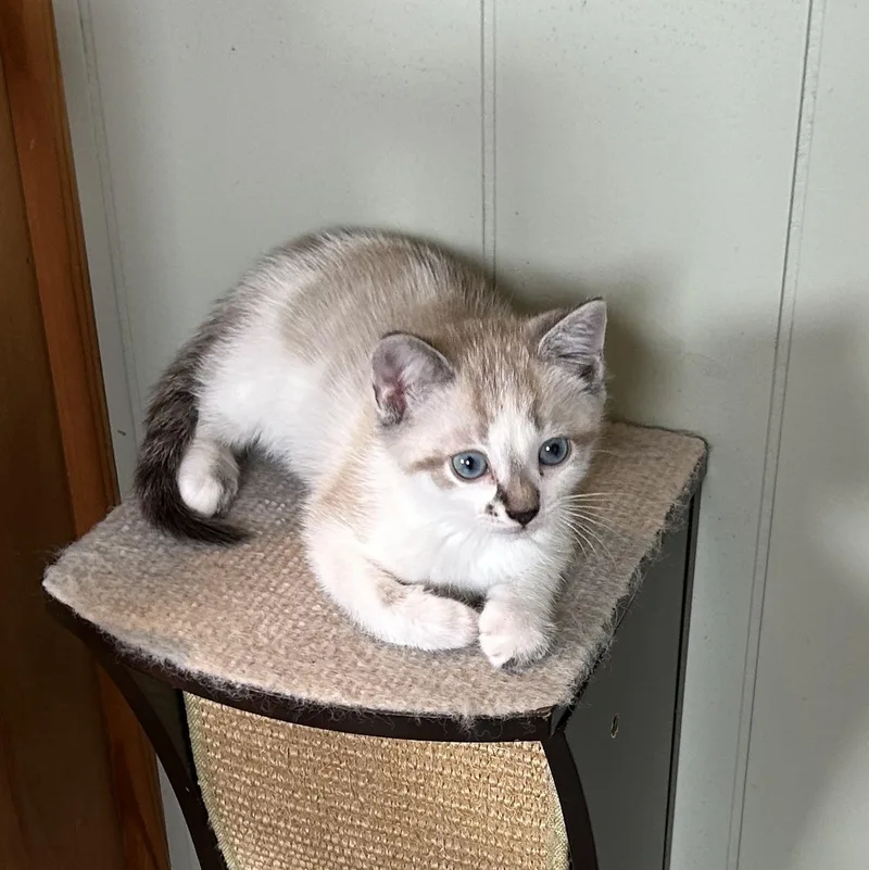 A baby medium-sized male Buff / Tan / Fawn Domestic Short Hair cat named Lotus for adoption in Brockport, NY