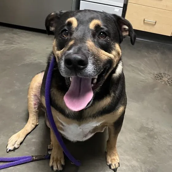 An adult extra large-sized male Black Mixed Breed dog named Simba for adoption in DeKalb, IL