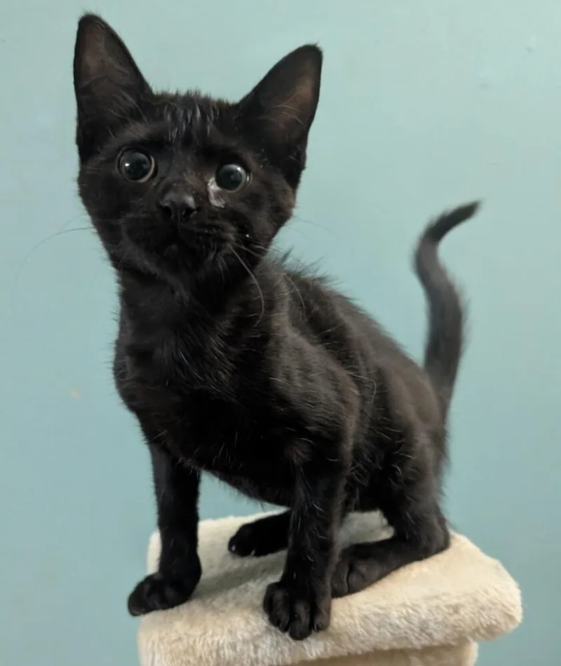A baby medium-sized female Black Domestic Short Hair cat named Trunklette for adoption in Hartwell, GA