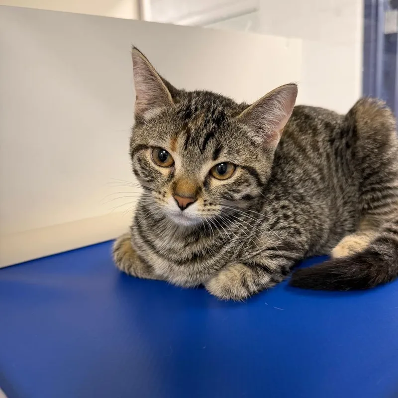 A baby small-sized female Black Domestic Short Hair cat named Jane for adoption in Hampton Bays, NY