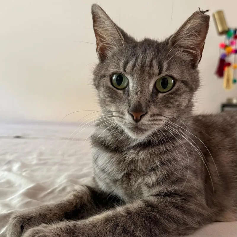 An adult medium-sized female Gray / Blue / Silver Domestic Short Hair cat named Misty for adoption in Boston, MA