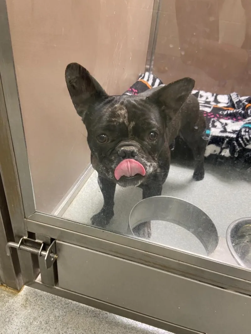 An adult medium-sized male Merle (Blue) French Bulldog dog named Pierre for adoption in Teterboro, NJ