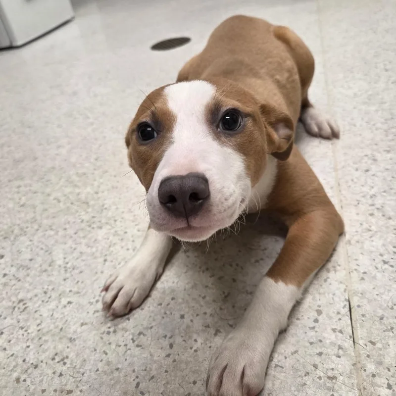 A baby small-sized female Yellow / Tan / Blond / Fawn Mixed Breed dog named Kanga for adoption in Binghamton, NY