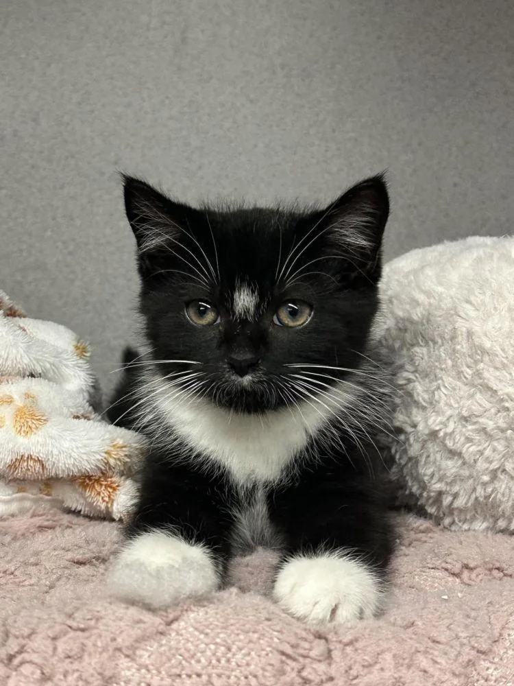 A baby small-sized male Black Domestic Short Hair cat named Amos for adoption in Alexandria, VA